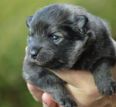 25 Mittelspitzwelpe Hachiko von der Rosteige - 17 Tage alt