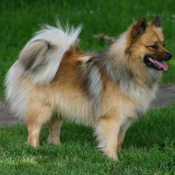 Mittelspitz Bodie von der Rosteige