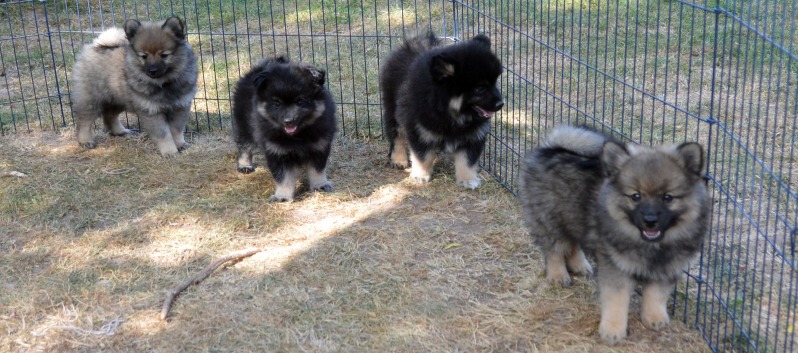 Gruppenbild Mittelspitzwelpen Y-Wurf von der Ro�steige gross