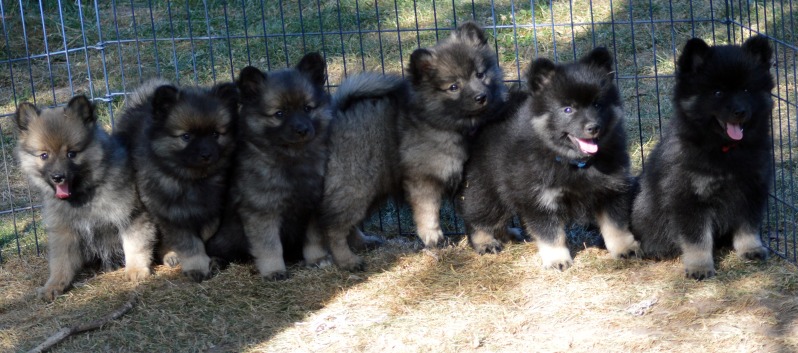 Gruppenbild Mittelspitzwelpen Z-Wurf von der Ro�steige gross