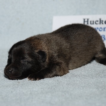 Mittelspitz Huckelberry von der Rosteige