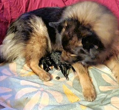 J2-Mittelspitzwelpen-Tag-01