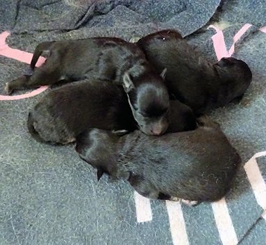 J2-Mittelspitzwelpen-Tag-02