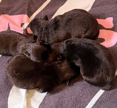 J2-Mittelspitzwelpen-Tag-05