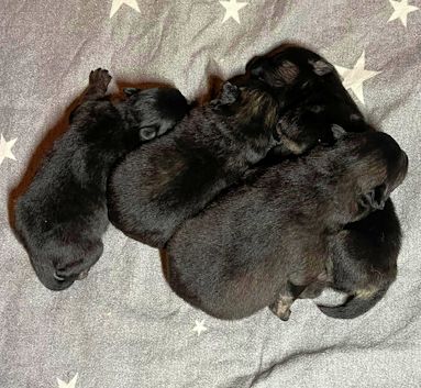 J2-Mittelspitzwelpen-Tag-07-02