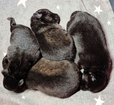 J2-Mittelspitzwelpen-Tag-08