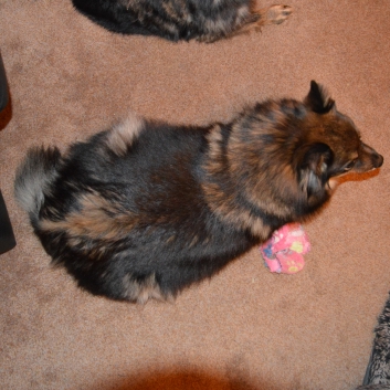 Mama vom S-Wurf Kikki von der Ro�steige kurz vor der Geburt 2