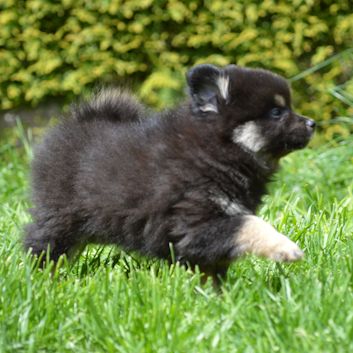 Mittelspitz Alf von der Rosssteige 7 Wochen - 01