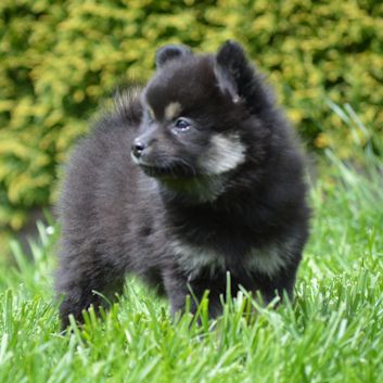 Mittelspitz Alf von der Rosssteige 7 Wochen - 04