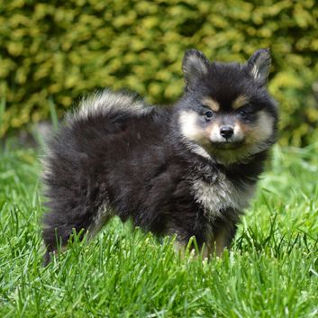 Mittelspitz Aslan von der Rosssteige 7 Wochen - 02