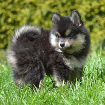 Mittelspitz Aslan von der Rosssteige 7 Wochen - 03