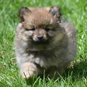 Mittelspitz Balisha von der Rosssteige 7 Wochen - 04