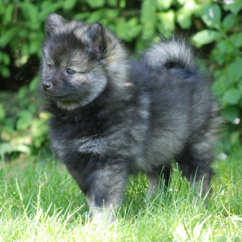 Mittelspitz Midnight von der Rosteige mit 8 Wochen 02