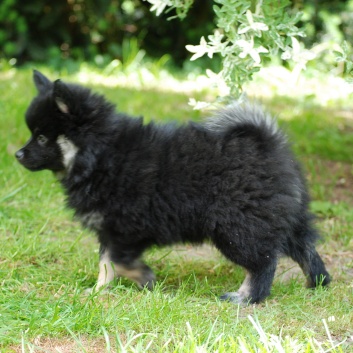 Mittelspitz Morgana von der Rosteige mit 8 Wochen 01