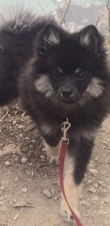 Mittelspitz Rambo von der Ro�steige im neuen Zuhause 04