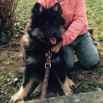 Mittelspitz Rambo von der Ro�steige im neuen Zuhause 05