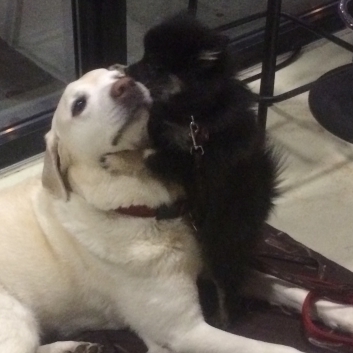 Mittelspitz Rambo von der Ro�steige im neuen Zuhause 06