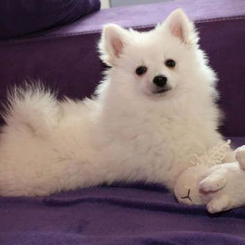 Mittelspitz Rocky von der Ro�steige im neuen Zuhause 04