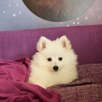 Mittelspitz Rocky von der Ro�steige im neuen Zuhause 05