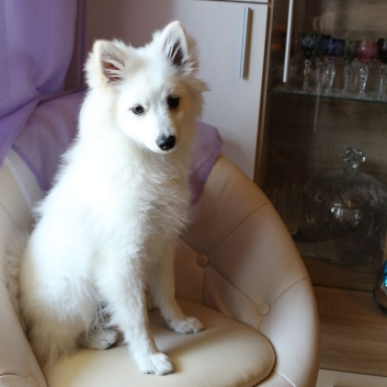 Mittelspitz Rocky von der Ro�steige im neuen Zuhause 06