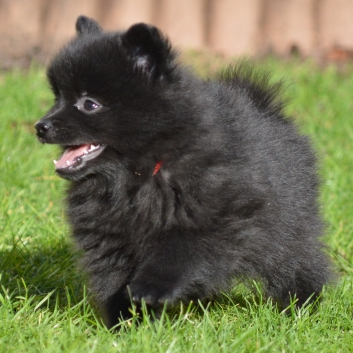 Mittelspitz Samuraj von der Ro�steige mit 7 Wochen 01