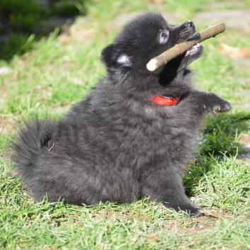 Mittelspitz Samuraj von der Ro�steige mit 7 Wochen 03