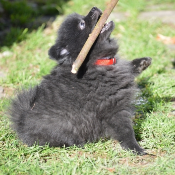 Mittelspitz Samuraj von der Ro�steige mit 7 Wochen 04