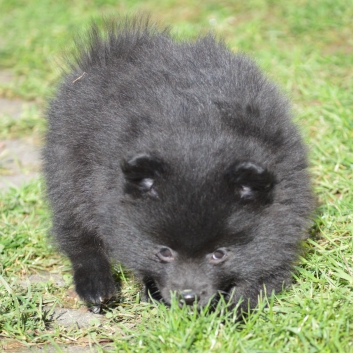 Mittelspitz Samuraj von der Ro�steige mit 7 Wochen 05