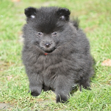 Mittelspitz Samuraj von der Ro�steige mit 7 Wochen 06