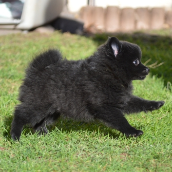 Mittelspitz Scarlett Cleo von der Ro�steige mit 7 Wochen 01