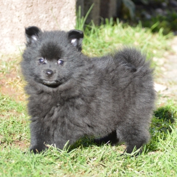 Mittelspitz Scarlett Cleo von der Ro�steige mit 7 Wochen 02