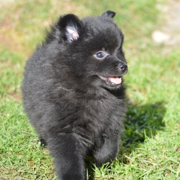 Mittelspitz Scarlett Cleo von der Ro�steige mit 7 Wochen 03