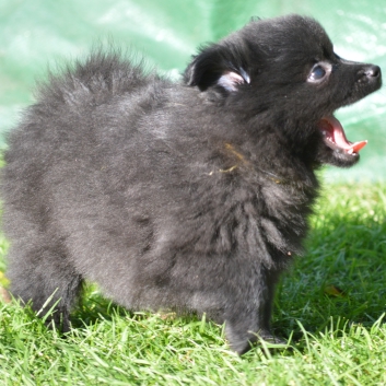 Mittelspitz Scarlett Cleo von der Ro�steige mit 7 Wochen 04