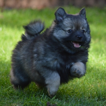 Mittelspitz Shadow Sunny von der Ro�steige mit 7 Wochen 03