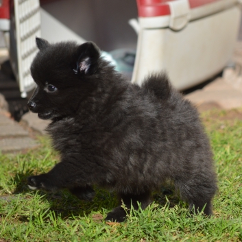 Mittelspitz Sissi Malu von der Ro�steige mit 7 Wochen 02