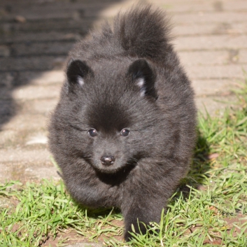 Mittelspitz Sissi Malu von der Ro�steige mit 7 Wochen 03