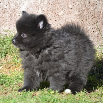 Mittelspitz Spencer von der Ro�steige mit 7 Wochen 01