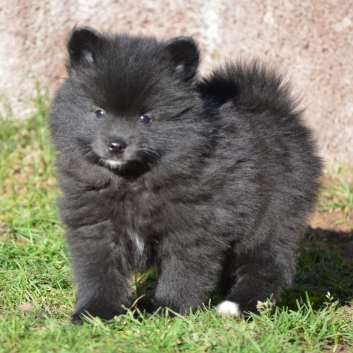 Mittelspitz Spencer von der Ro�steige mit 7 Wochen 02