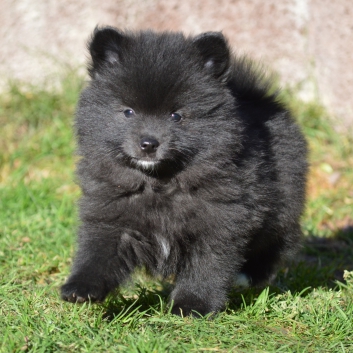 Mittelspitz Spencer von der Ro�steige mit 7 Wochen 03