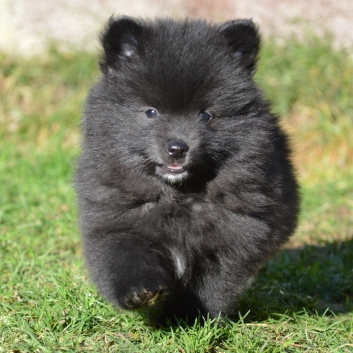 Mittelspitz Spencer von der Ro�steige mit 7 Wochen 04