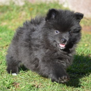 Mittelspitz Spencer von der Ro�steige mit 7 Wochen 05