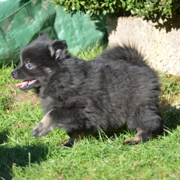Mittelspitz Spice Girl von der Ro�steige mit 7 Wochen 01