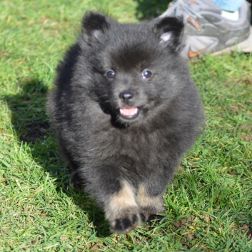 Mittelspitz Spice Girl von der Ro�steige mit 7 Wochen 02