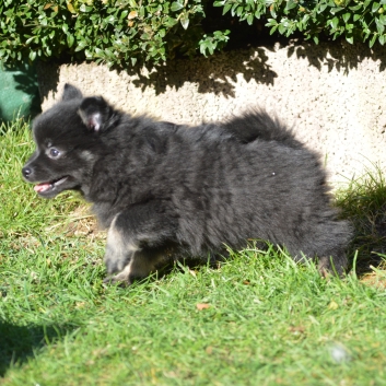 Mittelspitz Spice Girl von der Ro�steige mit 7 Wochen 03