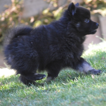 Mittelspitz Spice Girl von der Ro�steige mit 7 Wochen 04