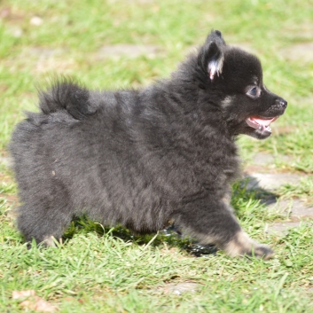 Mittelspitz Spice Girl von der Ro�steige mit 7 Wochen 05