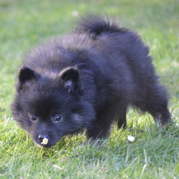 Mittelspitz Spice Girl von der Ro�steige mit 7 Wochen 06