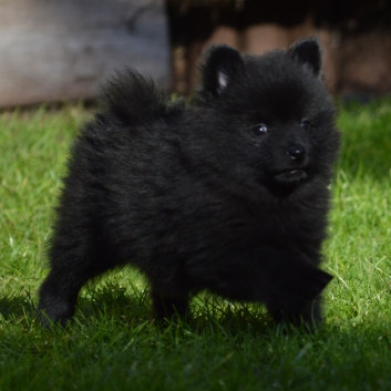 Mittelspitz Stella von der Ro�steige mit 7 Wochen 01