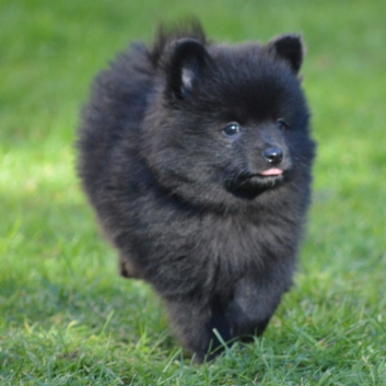 Mittelspitz Stella von der Ro�steige mit 7 Wochen 02