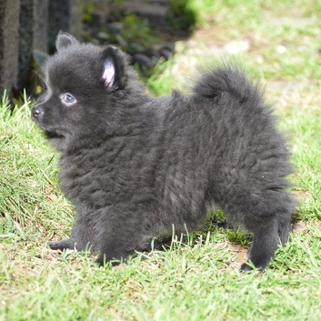 Mittelspitz Stella von der Ro�steige mit 7 Wochen 03